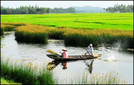 Sao em không về quê cùng anh? 1