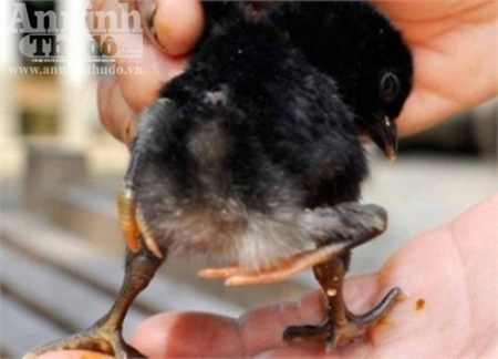 X&ocirc;n xao v&igrave; con g&agrave; k&igrave; lạ c&oacute; 4 ch&acirc;n 1