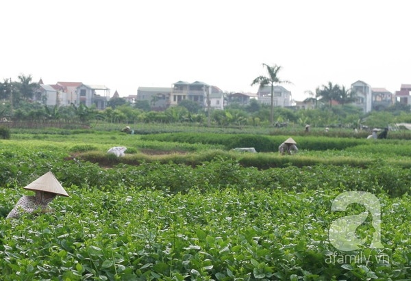 Rau trái mùa: Sản phẩm 'công nghệ' phun hóa chất 2