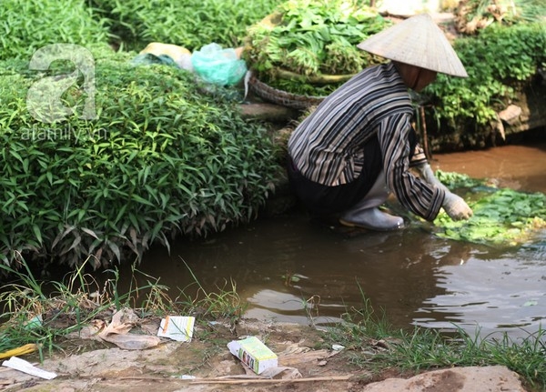 Rau trái mùa: Sản phẩm 'công nghệ' phun hóa chất 3