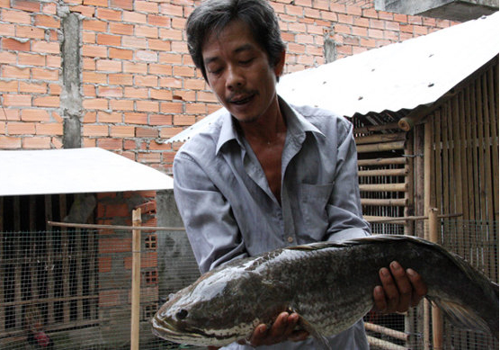 Đổ xô đi xem cá lóc nặng 6 kg 1