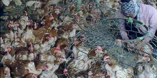 Lại ph&aacute;t hiện 1,3 tấn g&agrave; thải loại của Trung Quốc 1