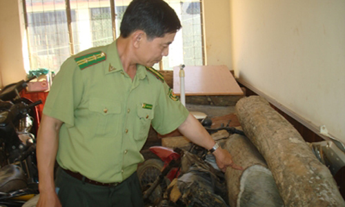 Săn "gỗ lạ" đổi m&agrave;u từ trắng sang t&iacute;m, xanh 1