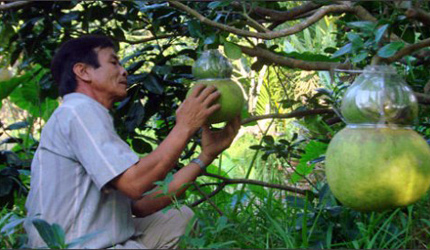 700.000 đ&ocirc;̀ng m&ocirc;̣t quả bưởi đ&oacute;n Tết 1