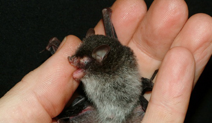 Ph&aacute;t hiện dơi mặt quỷ, ếch k&ecirc;u như chim ở Việt Nam 1