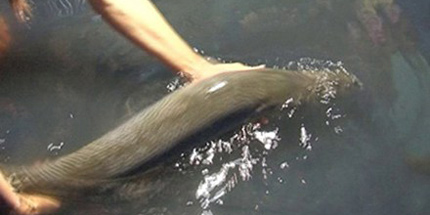 Bắt được 'qu&aacute;i vật v&ugrave;ng Amazon' ở S&oacute;c Trăng 1