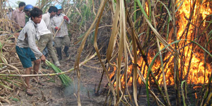B&iacute; ẩn h&agrave;ng loạt vụ ch&aacute;y ruộng m&iacute;a 1