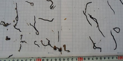 Hoảng hồn v&igrave; h&agrave;ng ngh&igrave;n sinh vật lạ b&ograve; v&agrave;o nh&agrave; 1