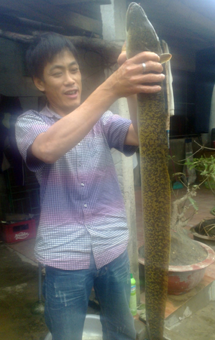 Bắt được cá chình "khổng lồ" ở Hà Tĩnh 1