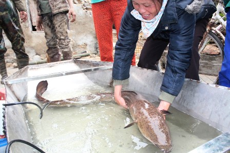 Nhà chùa mua cá chình 'khủng' giá 15 triệu để phóng sinh 1