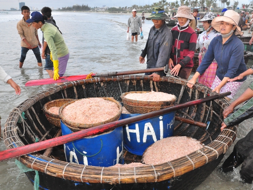 Đà Nẵng: Ngư dân trúng đậm mùa ruốc 1