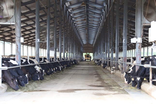 Trang trại bò sữa Vinamik đầu tiên tại Đông Nam Á đạt tiêu chuẩn quốc tế 2