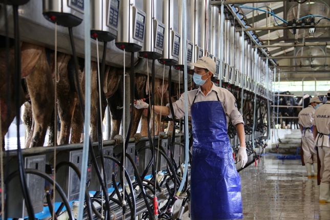 Trang trại bò sữa Vinamik đầu tiên tại Đông Nam Á đạt tiêu chuẩn quốc tế 3