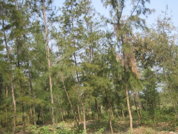 Cửa L&ograve; - Ng&agrave;y ấy, b&acirc;y giờ (4) 2