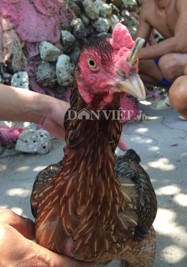 khanh hoa: ky la ga mai moc sung nhu&hellip; te giac hinh anh 1