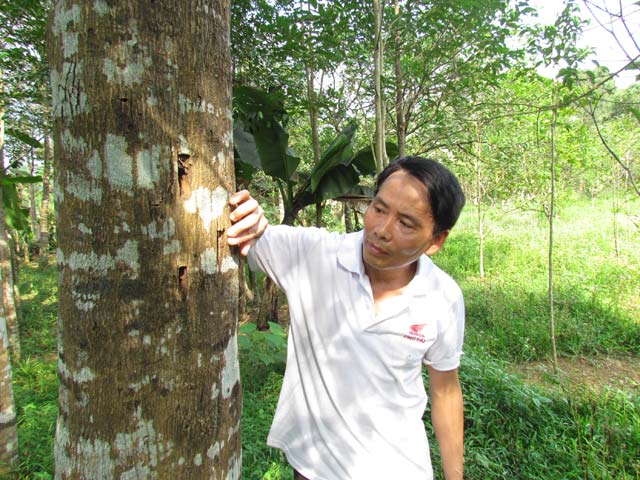 trong cay do bau: tien ty de... ngoai vuon hinh anh 1