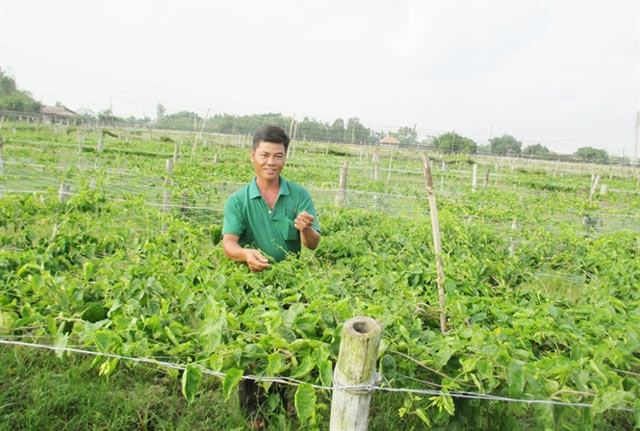 Anh Giang thu hoạch b&ocirc;ng thi&ecirc;n l&yacute;.