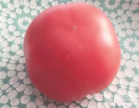 
Quả cà chua được cô Phó tung lên mạng xã hội Trung Quốc.
