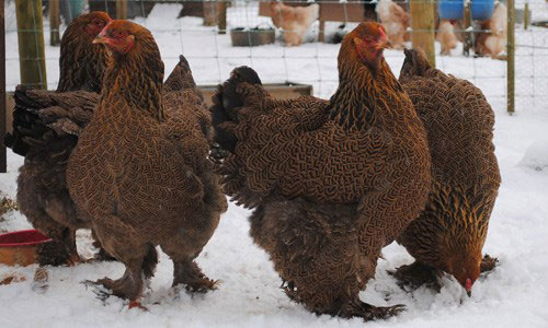 Giống gà khổng lồ Brahma được thế giới công nhận là Vua của các loài gà vì trọng lượng siêu khủng từ 9-18kg/con đối với gà trống và khoảng 7kg/con với gà mái.