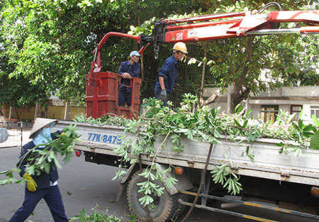 Công nhân Công ty cổ phần Công viên cây xanh và Chiếu sáng đô thị Quy Nhơn đang chặt tỉa cành cây hoa sữa trên đường Nguyễn Thái Học - Ảnh: N.Trần