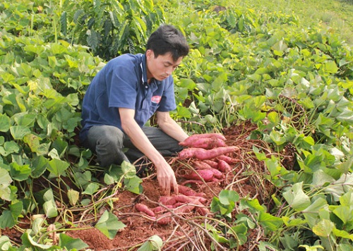 Mùa khoai năm nay bà con nông dân kém vui vì mất mùa