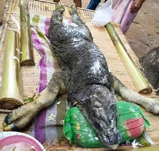Con quái vật do một con trâu sinh ra ở Thái Lan Ảnh: THE DAILY MAIL
