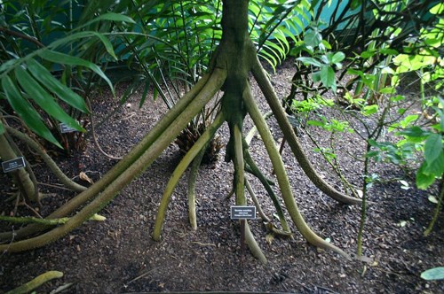 B&iacute; ẩn về chức năng của những rễ ch&acirc;n vẫn chưa c&oacute; lời giải đ&aacute;p. Ảnh:&nbsp;palmpedia.