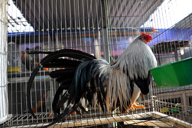 chiem nguong ga quy thuan chung duoi dai ca met gia nghin do hinh anh 10