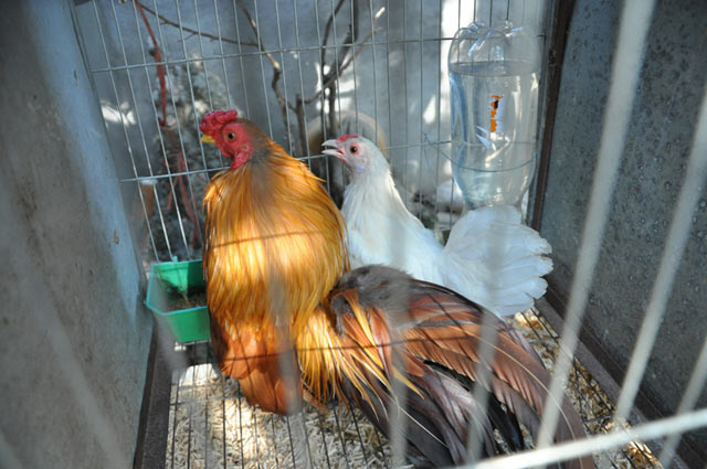 chiem nguong ga quy thuan chung duoi dai ca met gia nghin do hinh anh 11