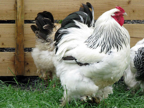 Trong thế giới gia cầm thì gà Brahma là một trong những giống gà được sưu tầm và ưa chuộng nhất hiện nay