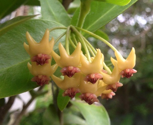 Cẩm c&ugrave; được&nbsp;trồng bằng c&aacute;ch gi&acirc;m c&agrave;nh c&oacute; độ d&agrave;i khoảng 20-30 cm v&agrave;o dớn trắng rồi đem ngồi v&agrave;o chậu kh&ocirc;