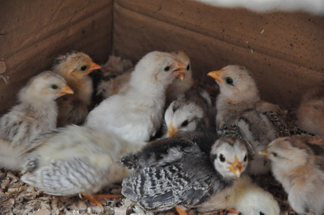 chiem nguong ga quy thuan chung duoi dai ca met gia nghin do hinh anh 13