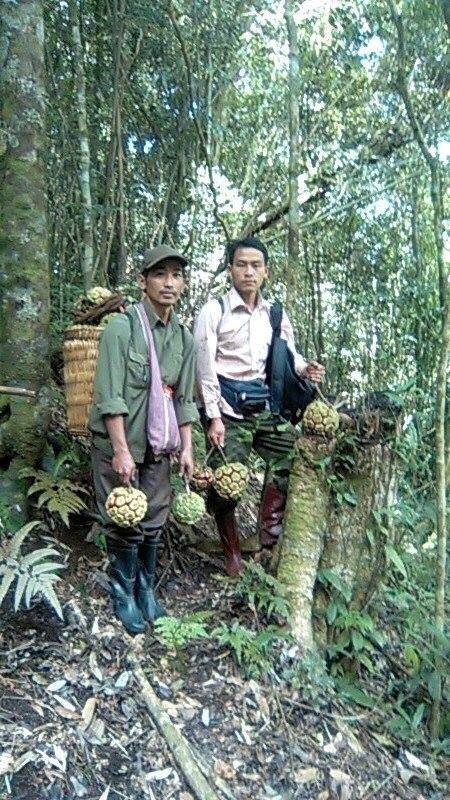 Người dân ở Sơn La trong một chuyến đi hái na rừng. Ảnh: AL.
