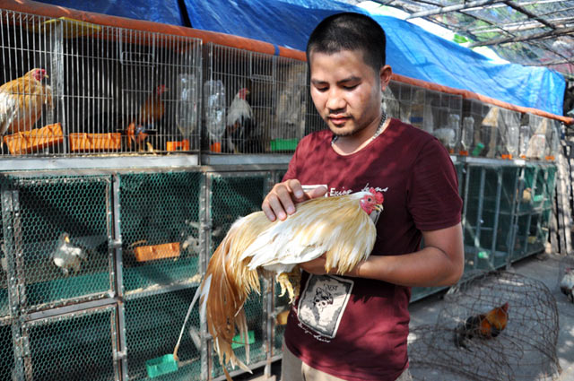 chiem nguong ga quy thuan chung duoi dai ca met gia nghin do hinh anh 2