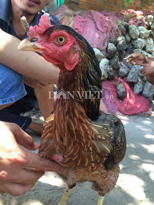 khanh hoa: ky la ga mai moc sung nhu&hellip; te giac hinh anh 2