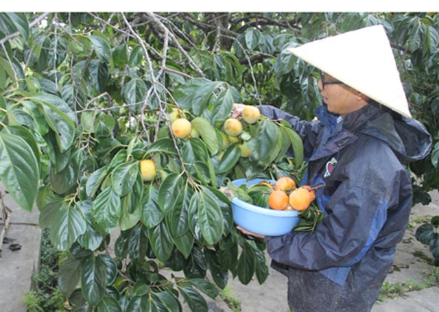 ban 1 kg hong da lat chua mua noi coc tra da hinh anh 2