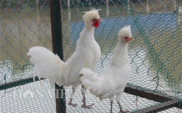 Cặp gà Ba Lan trắng quý hiếm có giá hàng chục triệu đồng của anh Giáp.