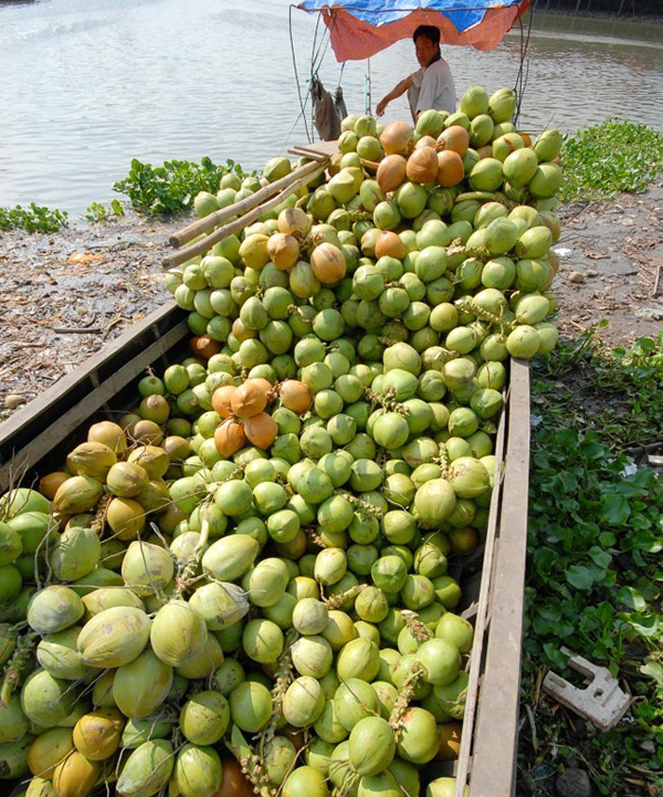 dừa xiêm, giá dừa, dừa, nhà vườn bến tre, trái dừa xiêm Bến Tre