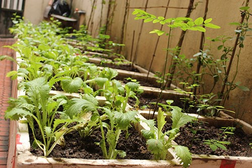 Ngoài rau cải, chị Hằng trồng rất nhiều loại rau khác trong “khu vườn mini” của gia đình