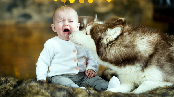 crying-baby-and-dog-1920x1080-5474-14419