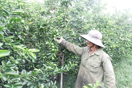 Hậu Giang hiện có đến trên 1.000ha đất trồng chanh, trong đó có 600ha đang cho trái, 400ha  trồng mới.