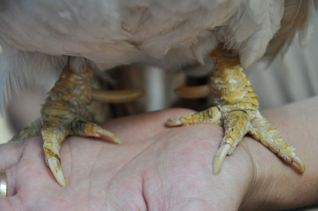 chiem nguong ga quy thuan chung duoi dai ca met gia nghin do hinh anh 3