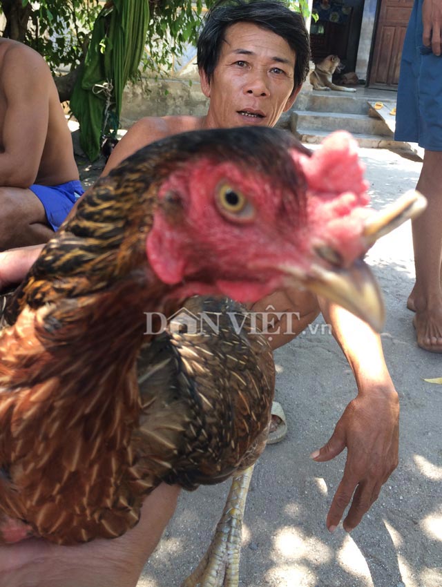 khanh hoa: ky la ga mai moc sung nhu&hellip; te giac hinh anh 3