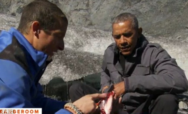 Tổng thống, Mỹ, Obama, Barack Obama, cá hồi, gấu, thức ăn thừa, thám hiểm, tự nhiên, biến đổi khí hậu