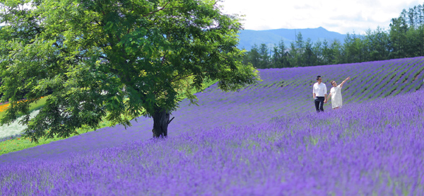 Trước khi đến Hokkaido, Trúc Diễm không nghĩ những cánh đồng hoa lại đẹp tuyệt vời như vậy. Cô từng nghĩ hoa oải hương chỉ có ở châu Âu mà thôi.