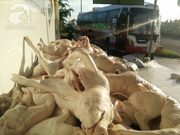 
Các đầu nậu tinh vi dùng xe khách để tuần thịt bẩn vào Sài Gòn tiêu thụ.
