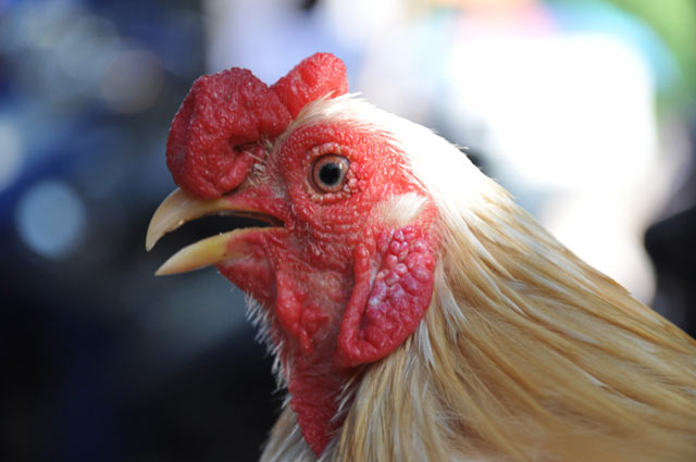 chiem nguong ga quy thuan chung duoi dai ca met gia nghin do hinh anh 4