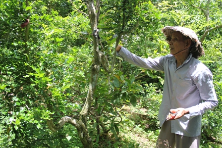 
Hàng ngày, ông sống Ý với niềm vui chăm sóc vườn kiểng.
