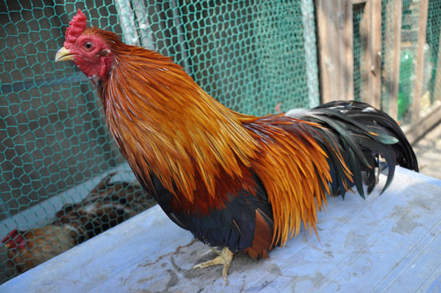 chiem nguong ga quy thuan chung duoi dai ca met gia nghin do hinh anh 6