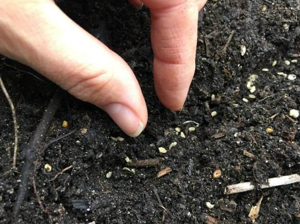 Rắc một lớp đất mỏng lên bề mặt hạt sau khi gieo và tưới nước để giữ ẩm. Để tiện cho việc chăm sóc cũng như sinh trưởng và phát triển của cà rốt, bạn nên gieo chúng thành hàng ngang với khoảng cách 20cm.